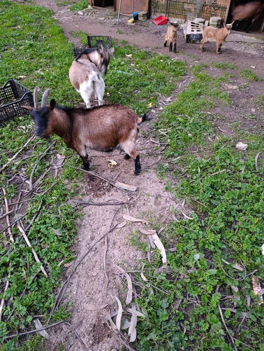 Vendo Cabras anãs avintes