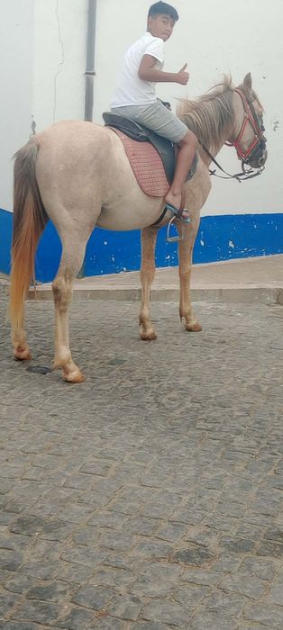 Cavalo com 3 anos manso