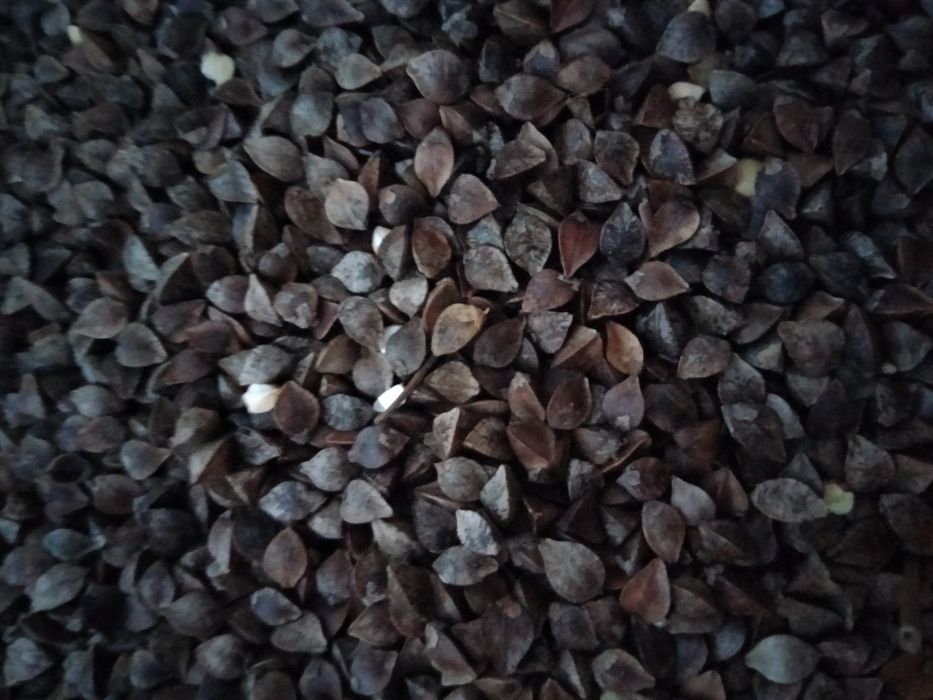 Продам насіння гречки