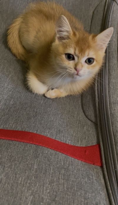 Котик британський шиншила