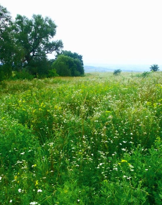 Ділянка під будівництво