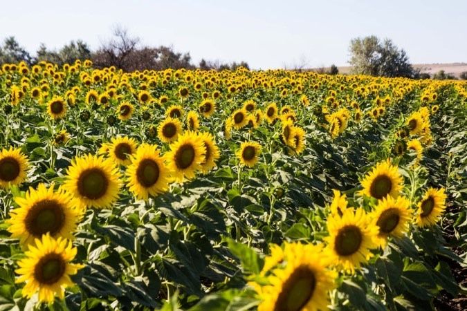 Продам земельний пай