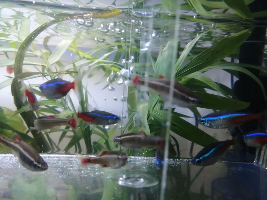 Peixes tetra neon para venda