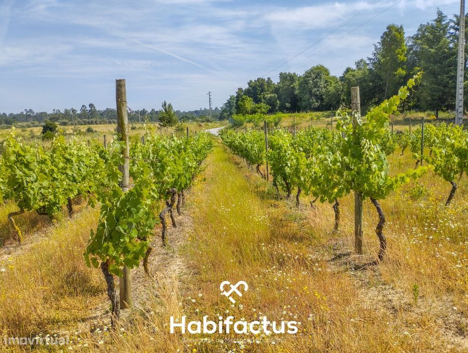 Oportunidade Única: Quinta Excepcional com Vinha de Castas Selecionada