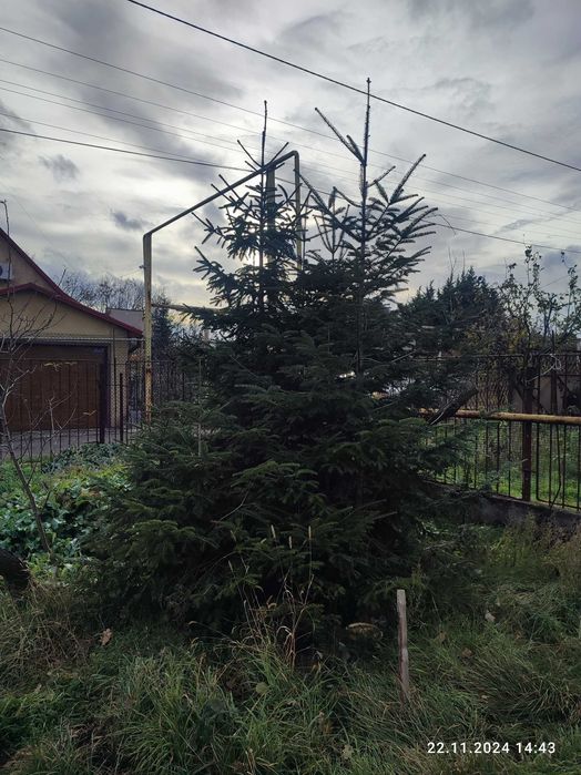 Продам большие ёлочки 2-4 м. Елки саженцы. Одесса