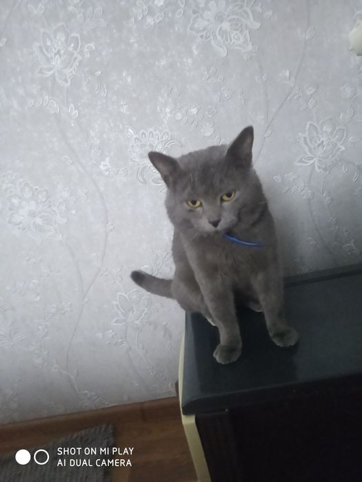 Котик готовий для в'язки