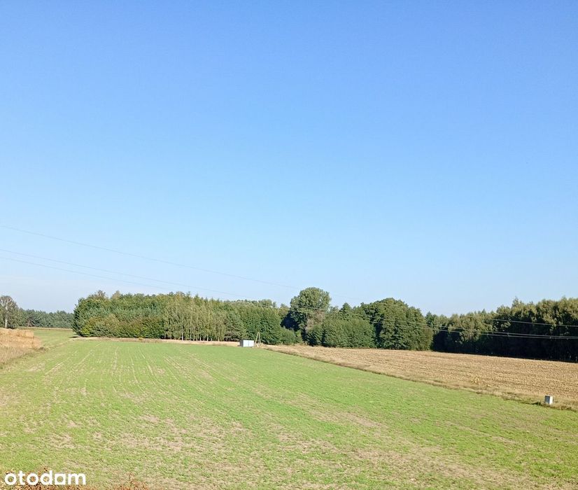 Sprzedam Działkę - 13 441 m² – Nowe Koziminy, gmina Płońsk
