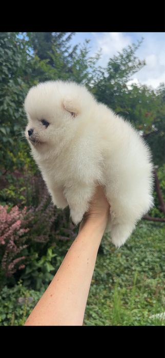 Szpic miniaturowy pomeranian chlopczyk mini xs do 2 kg