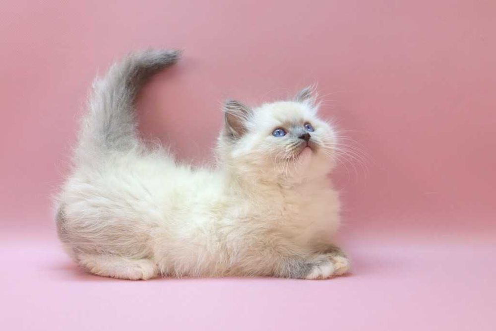 Роскошный Ragdoll//Регдолл котик