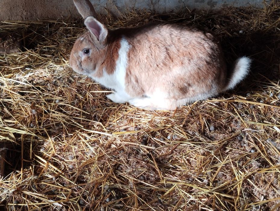 Vendo coelhos machos prontos a fazer criação