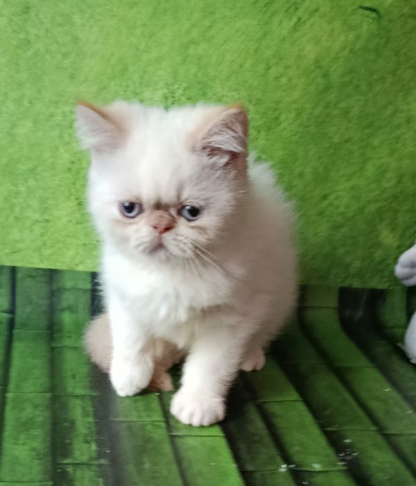 Экзотический малыш