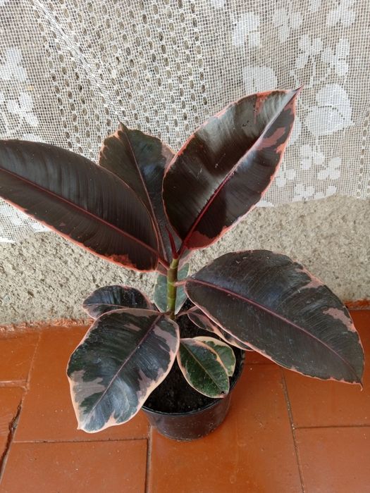 Продам вазонок фікус Рубін..