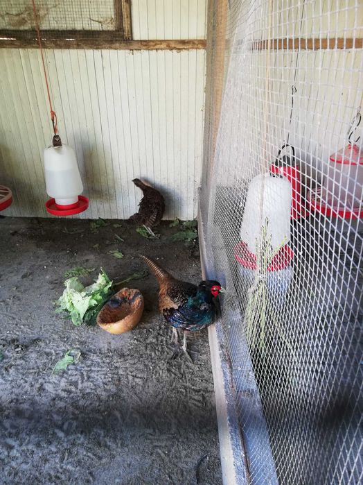 faisão versicolor para venda nascidos este ano maio 2025