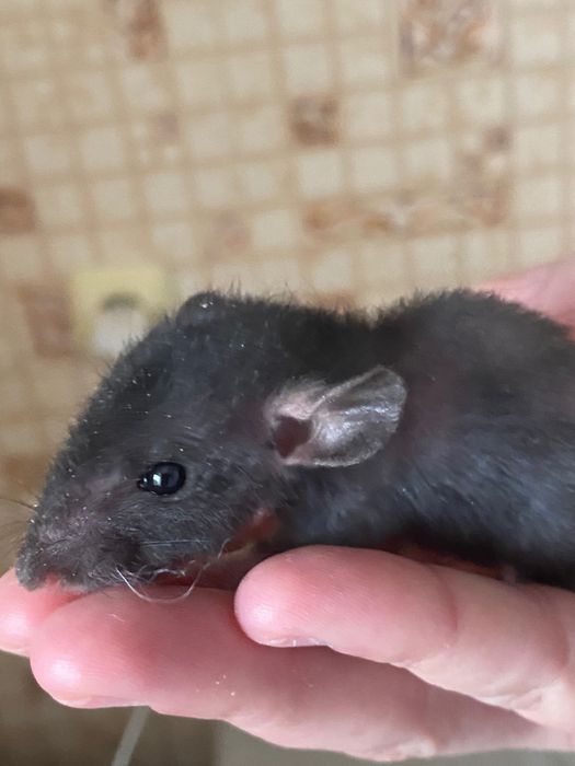 Пацюки декоративні