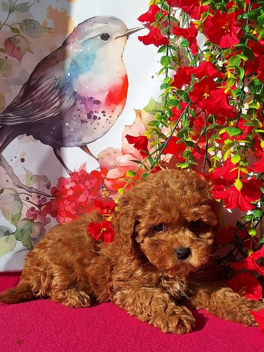 Cavapoo Red Brown z certyfikatem i paszportem