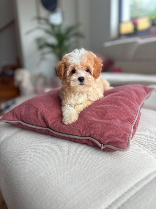 Maltipoo Suczka XXS Art Puppies Badania