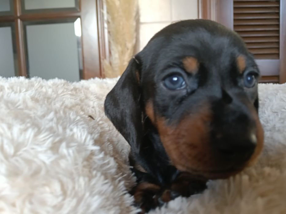 Teckel femea preta afogueada