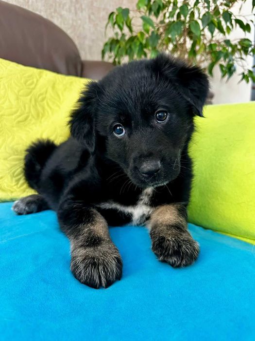 Szczeniak do adopcji - malutki Szalik!