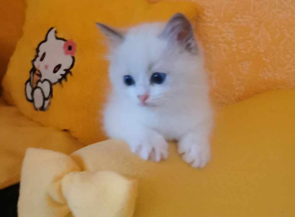 Ragdolek z rodowodem FIFE