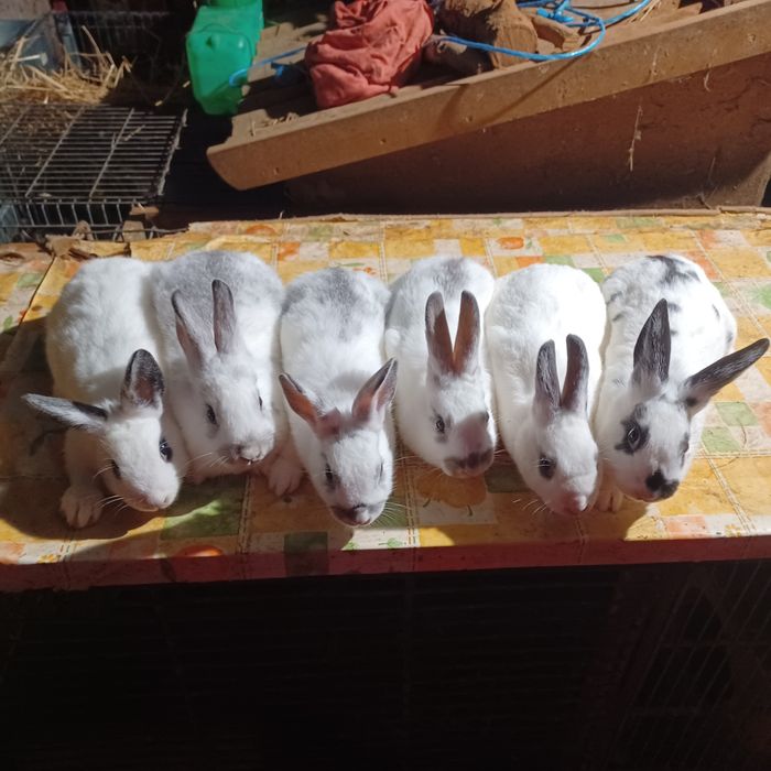 Coelhos  anões muito bonitos