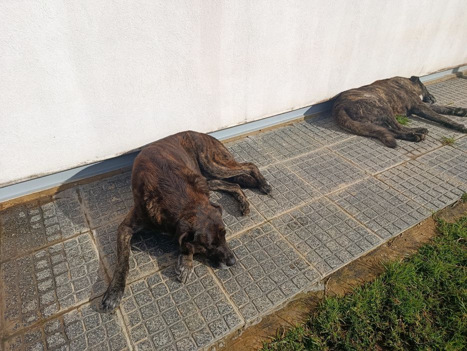 Dá-se 2 machos Castro Laboreiro