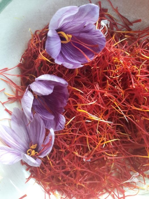 Шафран Crocus sativus