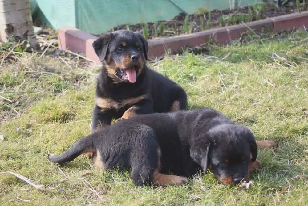 Rottweiler  pies i suczka