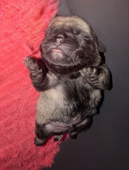 Mops - szczenię chłopiec ZKwP/FCI