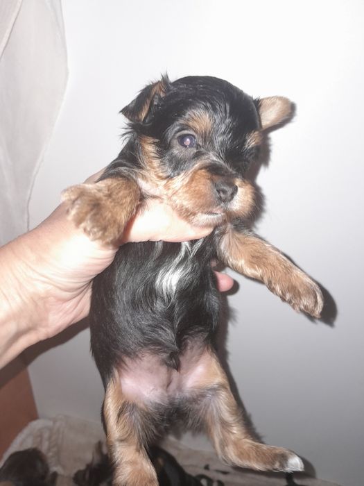 Йорчата  девочки