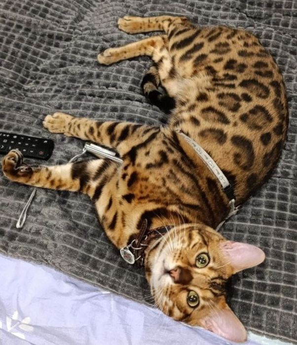 В'язка Бенгальський кіт в'язка Бенгал