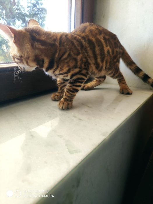 Gato de Bengal com afixo e lop,microchip
