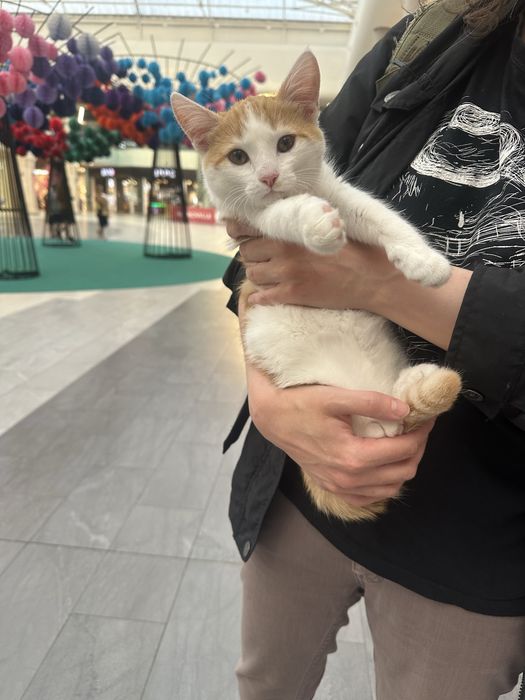 Ктенок девочка 4мес ищет дом ( рыже-белая)