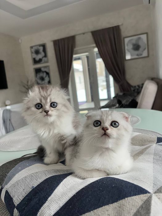 Кошенята вісловухі