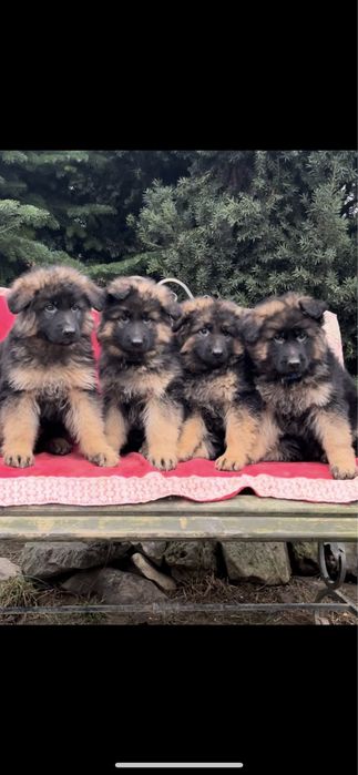 В‘язка,кобель д/ш німецької вівчарки