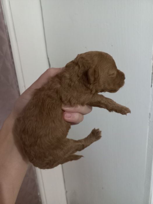 Маленька красуня пудель вільна для броні