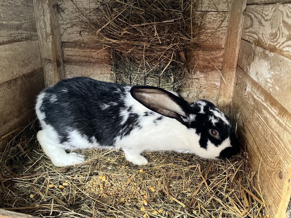 Króliki mieszance i nie tylko