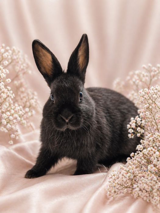 Декоративные кролики, домашние крольчата