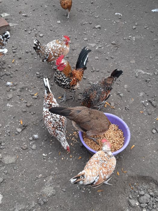 Бентамки (корольки мини куры