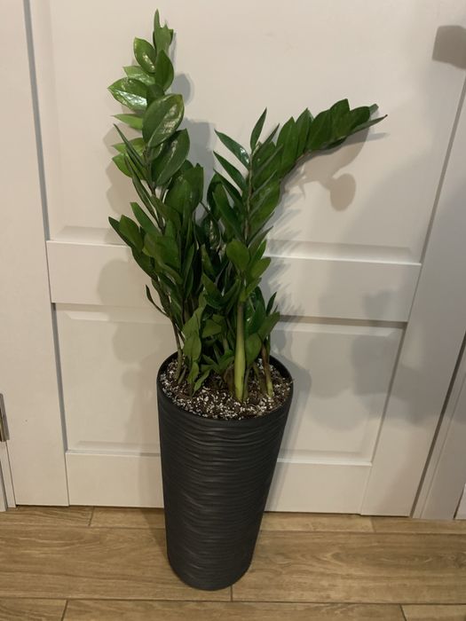 Заміокулькас висота   1  м  На подарок