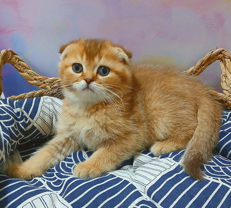 Котик 2ва місяці шоколадно-золотої шиншили