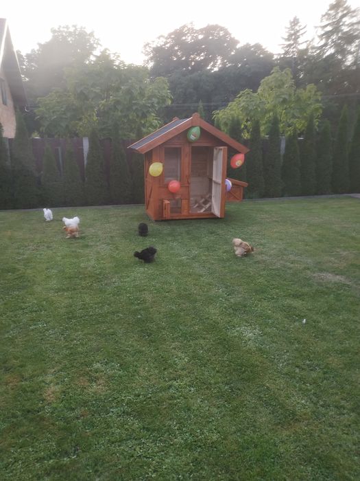 Kurnik,gołębnik, kury, silki 2500 zł