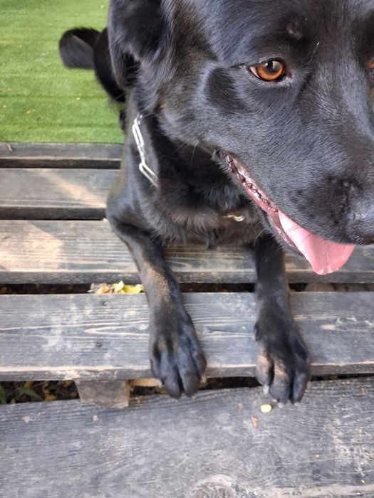 Oddam za darmo młody pies w typie labradora