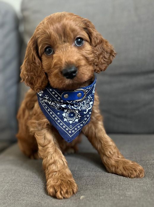 Czarujący Elvis piesek cockapoo - Cocker spaniel angielski & pudel