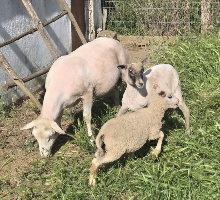 10 Ovelhas Inra 401
