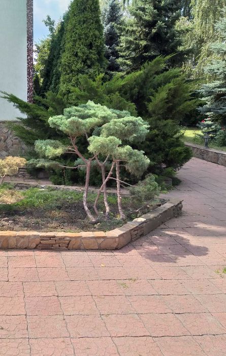 Услуги садовника, уход за территорией, стрижка растений