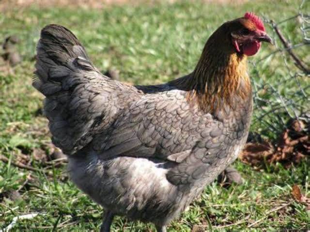 Ovos Férteis para Incubação – Blue Copper Marans