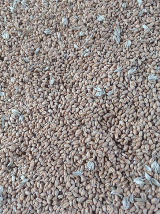 Przenica ozima do siewu