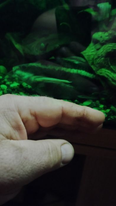 Продам акваріумні рибки