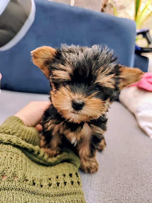 Yorkshire Terrier Miniaturka
