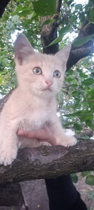 Кицюня, лагідна і муркотлива